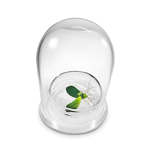 Bloomify Terra Gel Plant Propagation Seed Starter Tray with Glass Dome – Advanced Technology Gardening Supplies Plant Propagation Station for Succulents – Easy to Use Seed Starter Kit
