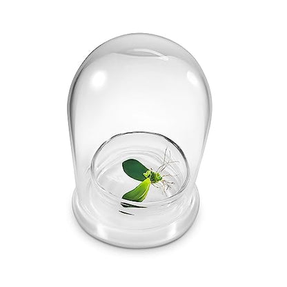 Bloomify Terra Gel Plant Propagation Seed Starter Tray with Glass Dome – Advanced Technology Gardening Supplies Plant Propagation Station for Succulents – Easy to Use Seed Starter Kit