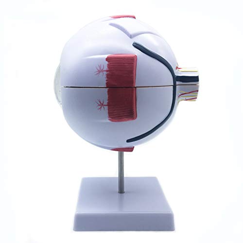XINDAM 6X Enlarged Human Eye Anatomical Model - Accurate Anatomy for Science Classroom Study, Display, Teaching Medical Model