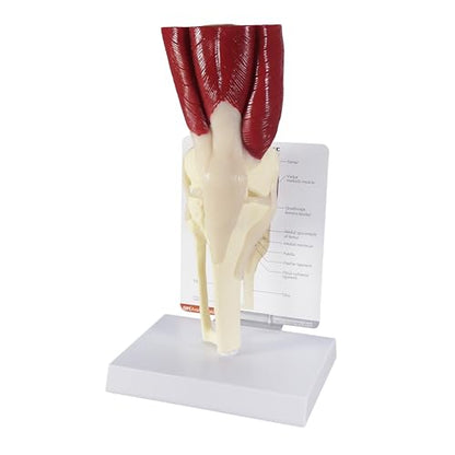 GPI Anatomicals Muscled Knee ModelRight Knee Joint with Muscles Model - style: Muscled Knee