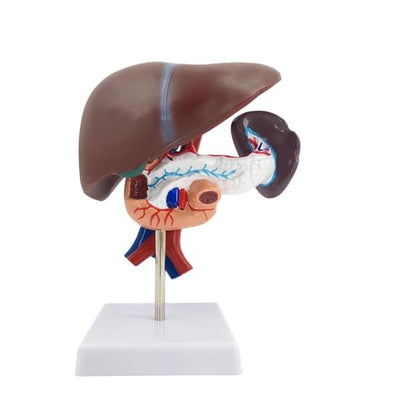 qzzXoq Liver Pancreas Duodenum Model, Human Liver Anatomical Model 3 Parts Life-Size Detachable Liver Spleen Blood Vessels Pancreas Suitable for Medical Teaching Scientific Education - color: Hepatopancreas