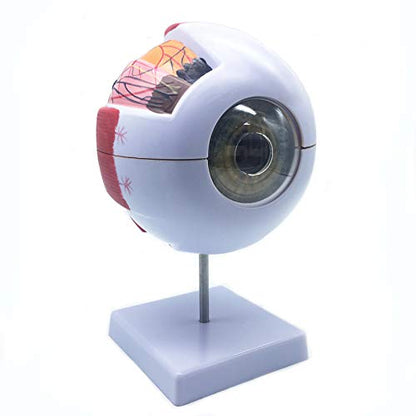 XINDAM 6X Enlarged Human Eye Anatomical Model - Accurate Anatomy for Science Classroom Study, Display, Teaching Medical Model