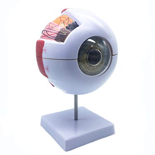 XINDAM 6X Enlarged Human Eye Anatomical Model - Accurate Anatomy for Science Classroom Study, Display, Teaching Medical Model