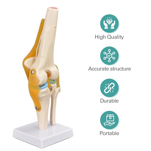 Human Knee Joint Model, 1:1 Scientific Life Size Anatomy Model with Ligaments, Anatomical Teaching Tool for Patient Education and Study