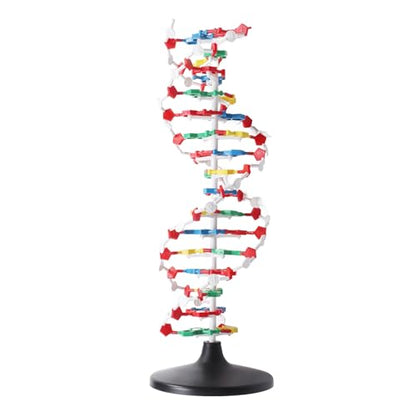 DNA Structure Model Plastic Educational DNA Model Teaching Equipment
