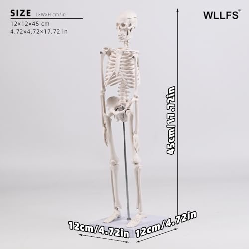 17.72 Inch Mini Skeleton Anatomy Model,Realistic Human Skeleton Model with Movable Arms and Legs, Scientific Anatomical Bone Model,Educational Teaching Display & Halloween Decoration - size: 17.7 inches