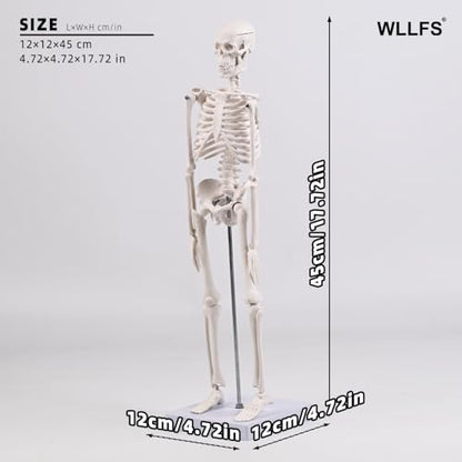 17.72 Inch Mini Skeleton Anatomy Model,Realistic Human Skeleton Model with Movable Arms and Legs, Scientific Anatomical Bone Model,Educational Teaching Display & Halloween Decoration - size: 17.7 inches