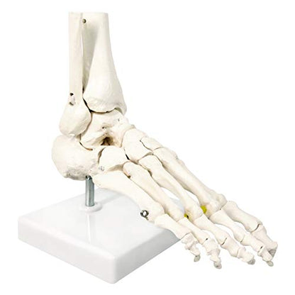 NEW HORIZON Foot Skeleton Model On Elastic, W/Tibia-Fibula Stump Strung Elastic Bungee, Natural Cast for Accurate Representation Study Kinematics Podiatrist Orthotisit Physiotherapist