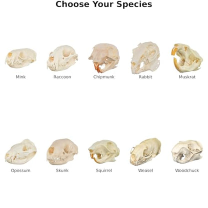 Skulls Unlimited Real Small Animal Skull Specimens - Educational Osteology Display – Multiple Species Available Skulls Unlimited Real Opossum Skull – Small Mammal Osteology Specimen