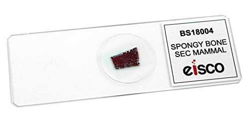 EISCO 10pk Spongy Bone Section (Mammal), Prepared Microscope Slides - 75 x 25mm Classroom Pack, 10 in Storage Case Anatomy, Biology & Microscopy- Eisco Labs