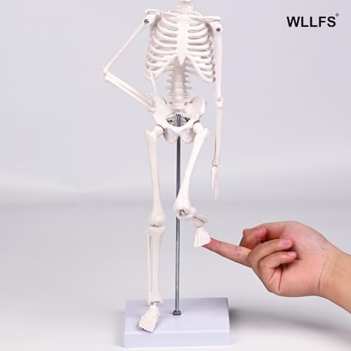 17.72 Inch Mini Skeleton Anatomy Model,Realistic Human Skeleton Model with Movable Arms and Legs, Scientific Anatomical Bone Model,Educational Teaching Display & Halloween Decoration - size: 17.7 inches