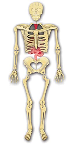 Build the Human Body