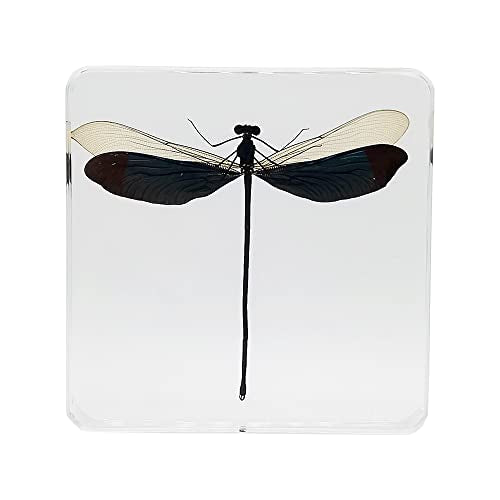 Real Damsefly Insect Specimens in Resin Paperweight Crafts, Animal Taxidermy Collection for Science Education & Desk Ornament (Damsefly) - color: Damsefly