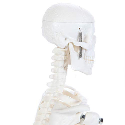 Anatomy Lab Human Skeleton Model, 19" Desktop Skeleton Has Movable Arms and Legs, Details Basic Human Skeletal System with Display Stand