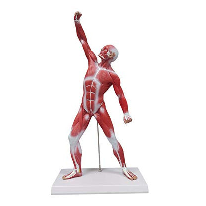 Ultrassist Human Muscle Anatomy Model, 20-Inch Figure