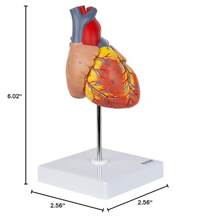 Axis Scientific Life-Size Human Heart Model