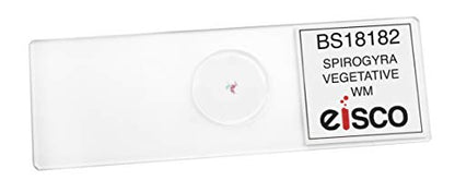EISCO 10PK Vegetative Spirogyra, Wholemount - Prepared Microscope Slides - Classroom Pack, 10 Slides in Storage Case - Biology & Microscopy