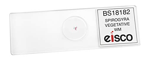 EISCO 10PK Vegetative Spirogyra, Wholemount - Prepared Microscope Slides - Classroom Pack, 10 Slides in Storage Case - Biology & Microscopy