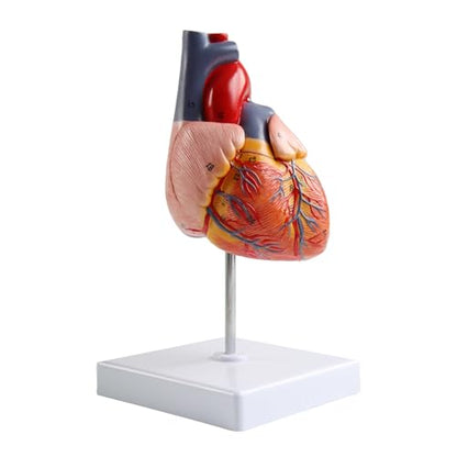 Life Size Anatomical Heart Model 34 Anatomically Structures PVC Material - color: Heart Model