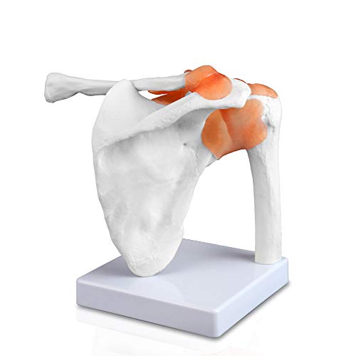 VAJ227 Classic Functional Shoulder Joint Model, Articulated with Flexible Ligaments. Features Clavicle, Humerus and Scapula
