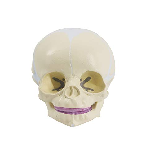 Human Infant Skull Anatomy Model, Life Size Fetus Skull Model, Hand Painted