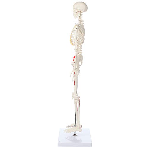 Axis Scientific Mini Human Skeleton Model with Metal Stand, 31" Tall, Painted and Numbered Muscle Insertion and Origin Points, Product Manual for Study