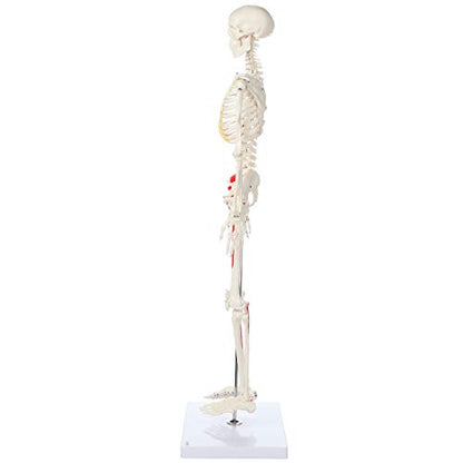 Axis Scientific Mini Human Skeleton Model with Metal Stand, 31" Tall, Painted and Numbered Muscle Insertion and Origin Points, Product Manual for Study