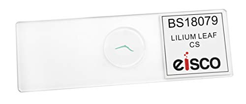 25PK Lilium Leaf, Cross Section - Prepared Microscope Slides - Classroom Pack, 25 Slides in Storage Case - Biology & Microscopy - Eisco Labs - size: Pack of 25