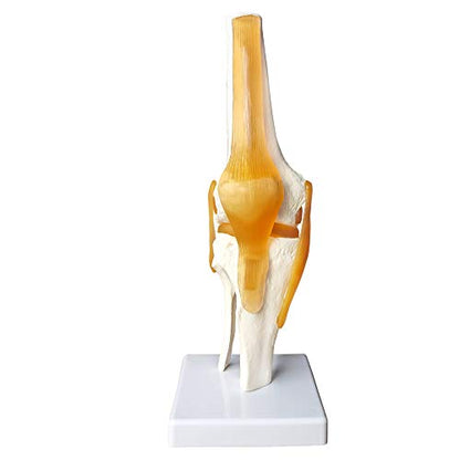 EVOTECH SCIENTIFIC Human Functional Knee Joint Model w/Ligament, Life Size