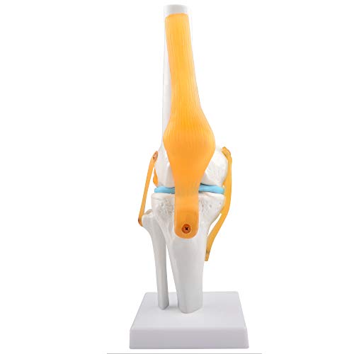 Human Knee Joint Model, 1:1 Scientific Life Size Anatomy Model with Ligaments, Anatomical Teaching Tool for Patient Education and Study