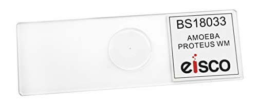 EISCO Amoeba Proteus, Whole Mount - Prepared Microscope Slide - 75 x 25mm - Biology & Microscopy - size: Single Slide