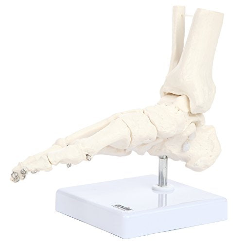 Axis Scientific Life-Size Human Skeletal Foot Model with Ankle