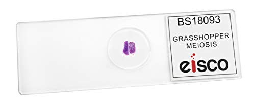 EISCO 10PK Grasshopper Meiosis, Wholemount - Prepared Microscope Slides - Classroom Pack, 10 Slides in Storage Case - Biology & Microscopy