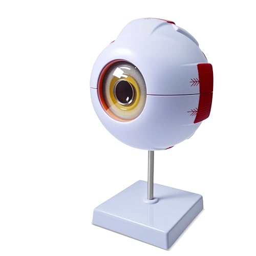 6X Enlarged Eyeball Model, Eye Anatomy Model, Human Eye Anatomical Model for Medical, Educational, or Teaching, with Detailed Product Manual