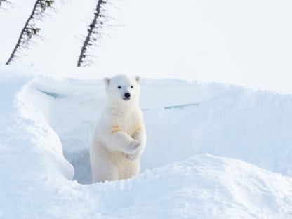Ranger Rick: I Wish I Was a Polar Bear: A Level One I Can Read book packed with vivid polar bear photos, Arctic facts, and a blubber activity―ages 4-8 (I Can Read Level 1)