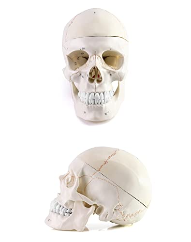 QWORK Human Skull and Brain Anatomy Model, 11 Parts, Life Size, Numbered, Anatomically Accurate, for Science Teaching Learning