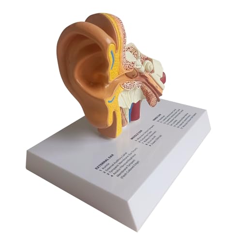 Human Ear Model, Life-Size Ear Anatomy Model, Outer, Middle & Inner Ear with Removable Base for Medical & 4D Science Education