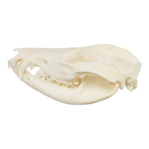 Skulls Unlimited Real Small Animal Skull Specimens - Educational Osteology Display – Multiple Species Available Skulls Unlimited Real Opossum Skull – Small Mammal Osteology Specimen