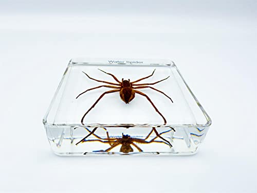 Resin Insects, Insect Specimens(butterfly, Dragonfly,Cricket, Chrysanthemum, Spider) Resin Preservation, Resin Amber for Children's Science Education, Collection (Water spider)