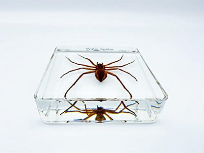 Resin Insects, Insect Specimens(butterfly, Dragonfly,Cricket, Chrysanthemum, Spider) Resin Preservation, Resin Amber for Children's Science Education, Collection (Water spider)