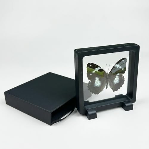 1pc Real Butterfly Specimen PE Film Suspension Box Home Decor Gift for Kids Science Education Framed Taxidermy Desktop Ornament (Mimathyma schrenckii) - color: Mimathyma Schrenckii