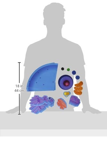 Learning Resources Giant Magnetic Animal Cell