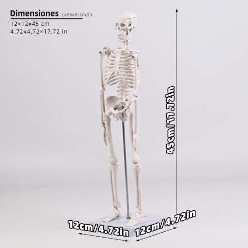 17.72 Inch Mini Skeleton Anatomy Model,Realistic Human Skeleton Model with Movable Arms and Legs, Scientific Anatomical Bone Model,Educational Teaching Display & Halloween Decoration - size: 17.7 inches