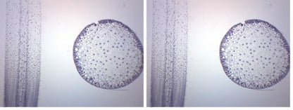 EISCO Ascaris & Onion Mitosis, Prepared Microscope Slide - 75 x 25mm - Plant & Animal Mitosis, Introductory Microscopy (Pack of 2) - size: Single Slide (Pack of 2)