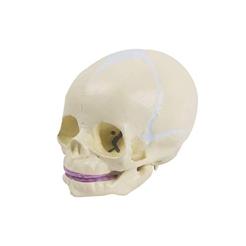Human Infant Skull Anatomy Model, Life Size Fetus Skull Model, Hand Painted