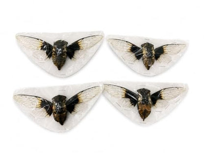 4 Real Cicada Specimens Unmounted Open Wings Taxidermy Bugs Set VE102X4 - color: 4 Beetle #102