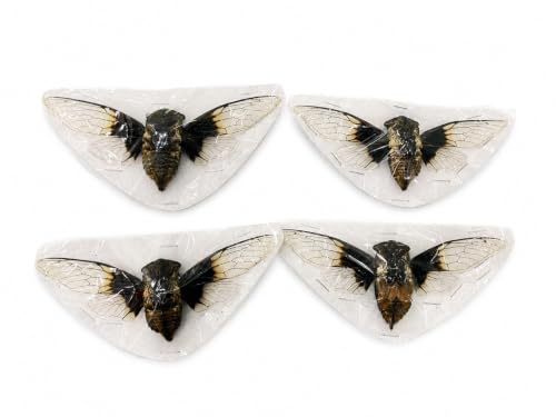 4 Real Cicada Specimens Unmounted Open Wings Taxidermy Bugs Set VE102X4 - color: 4 Beetle #102