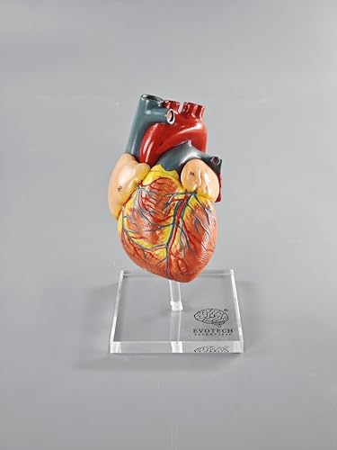 Human Heart Model for Anatomy - 2-Part Life Size