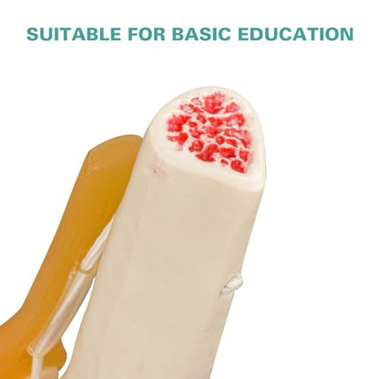 Human Knee Joint Model, 1:1 Scientific Life Size Anatomy Model with Ligaments, Anatomical Teaching Tool for Patient Education and Study