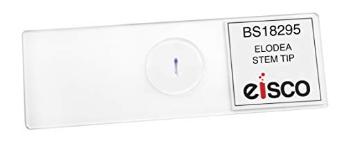 EISCO (Pack of 25) Elodea Stem Tip - Cross Section - Prepared Microscope Slides - Classroom Pack, 25 Slides in Storage Case - Biology & Microscopy - style: Pack of 25